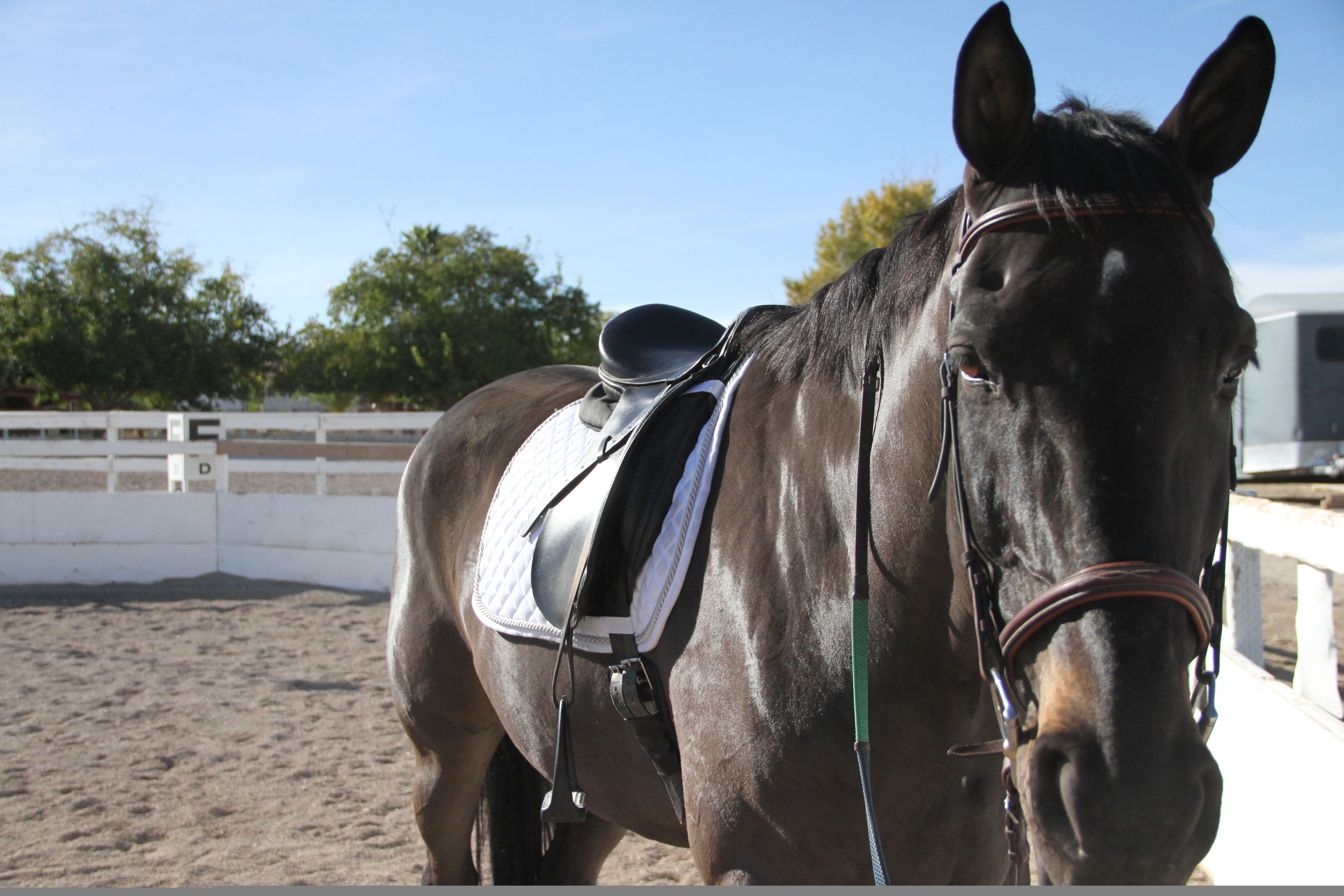 Solitaire tacked up in dressage saddle in the arena